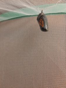 Monarch caterpillar hanging from mesh netting.
