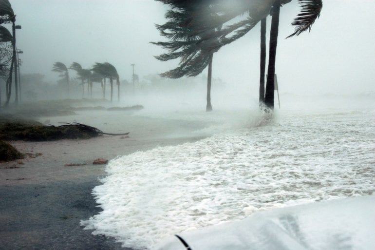 hurricane winds blowing palm trees on a beach
