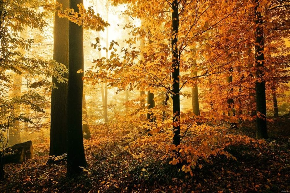 Seasonal Affective Disorder
